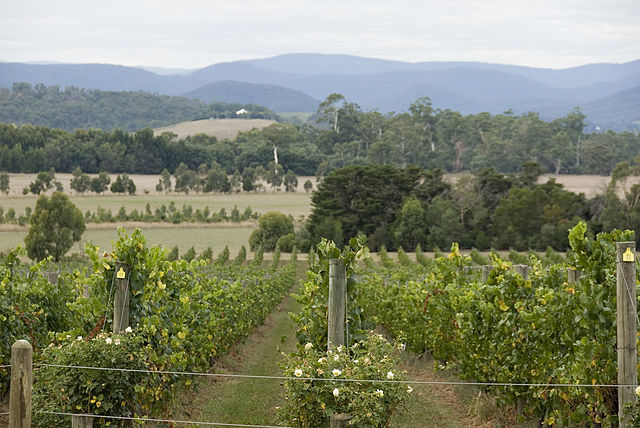 Enjoying Red and White Wine in the Yarra Valley