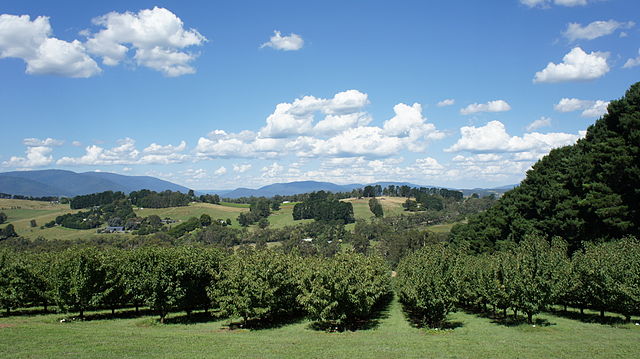 Enjoying Red and White Wine in the Yarra Valley