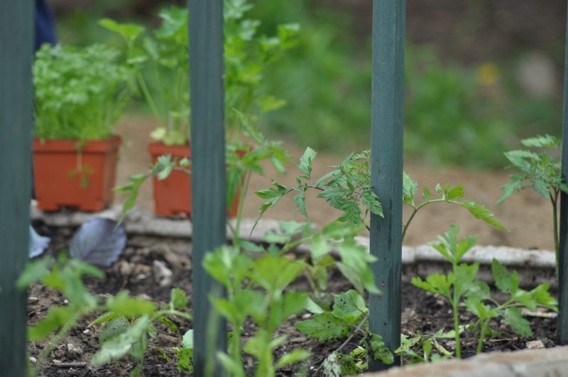 7 Ways to Keep Your Garden Healthy