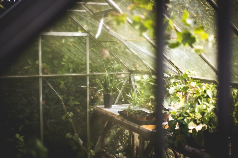 Top 6 Greenhouse Caring Tips for Winter