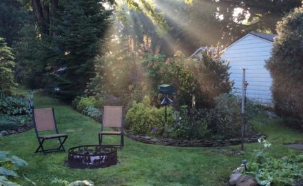 How to Create a Beautiful Backyard on a Budget