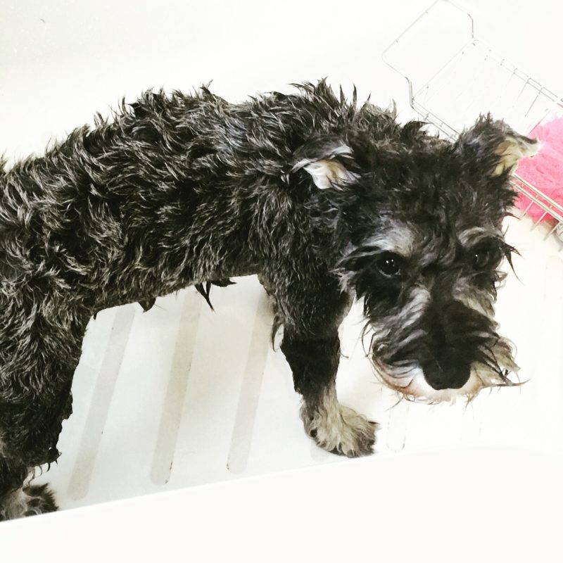 Ways on How to Make Sure that you Pick the Right Shampoo for your Pet