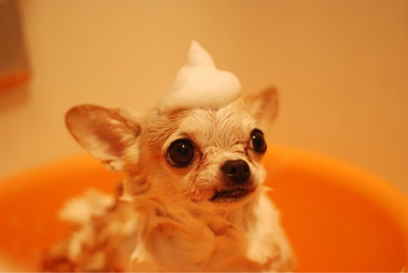 Ways on How to Make Sure that you Pick the Right Shampoo for your Pet
