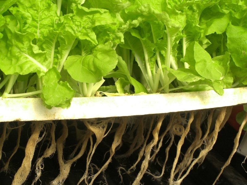 DIY Hydroponics: Everything That You Need To Know