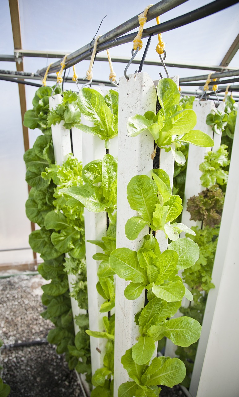 DIY Hydroponics: Everything That You Need To Know