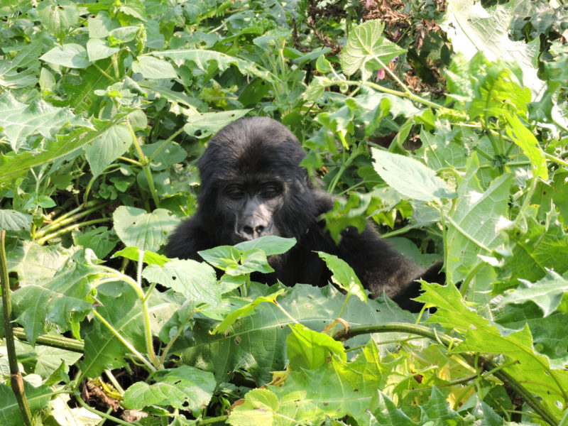 5 Things To Do In Bwindi National Park