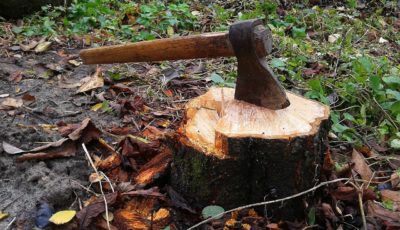 Architecture 101 – How to Handle a Tree Stump