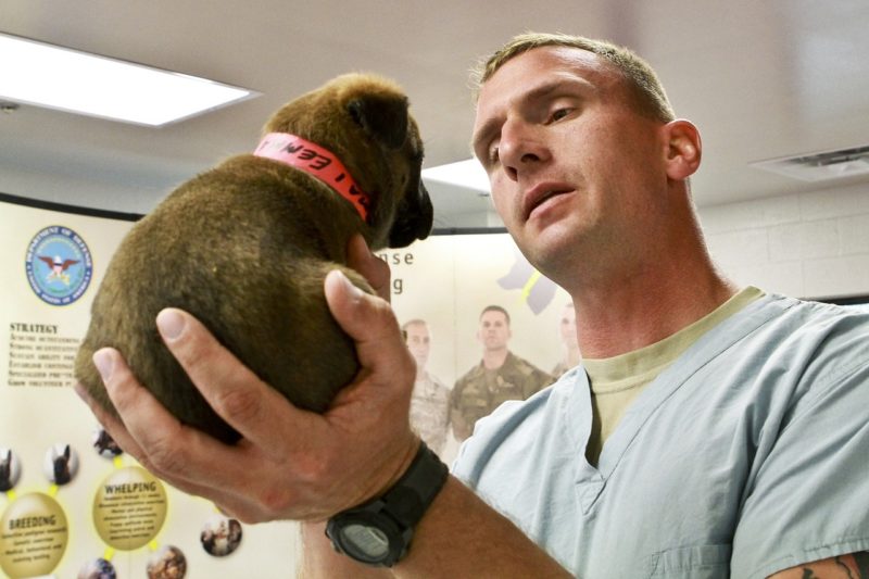 Interesting Facts About Veterinary Assistant