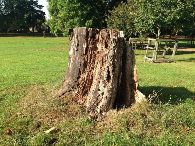 Architecture 101 - How to Handle a Tree Stump