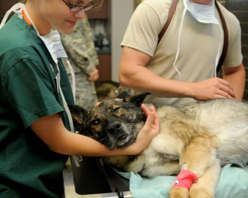 Interesting Facts About Veterinary Assistant