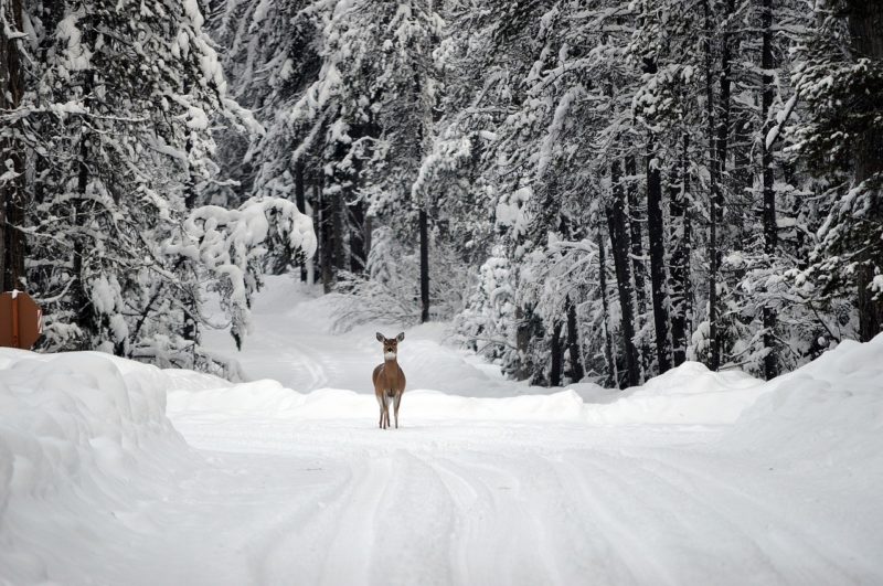 The Top Spots in North America for Cold Weather Hunting