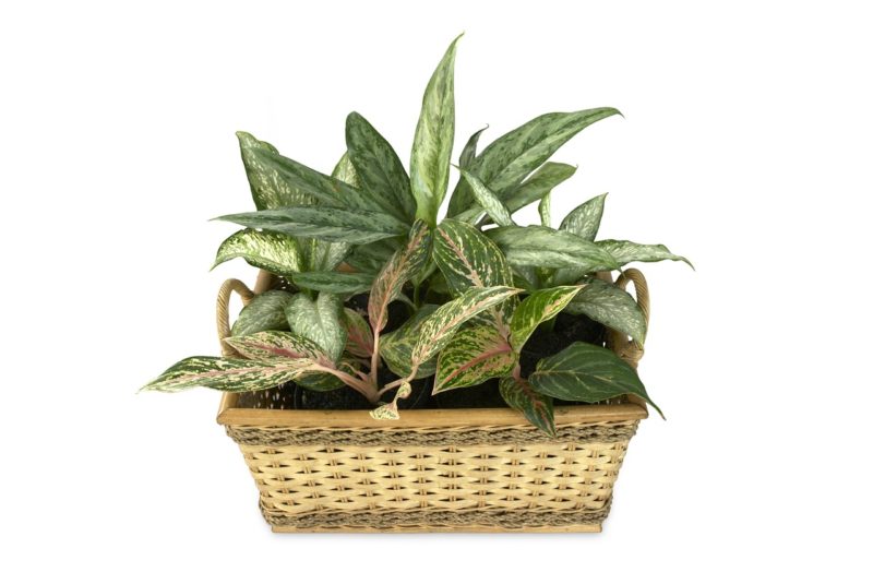 Best Plants To De-Stress Your Home and Purify The Air