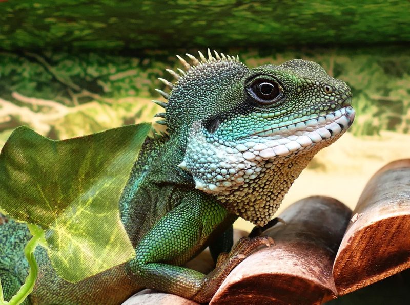 4 Major Home Evaluations to Do Before Adopting an Exotic Pet