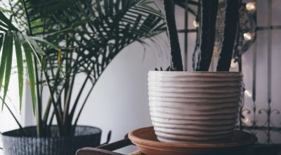 Best Plants To De-Stress Your Home and Purify The Air