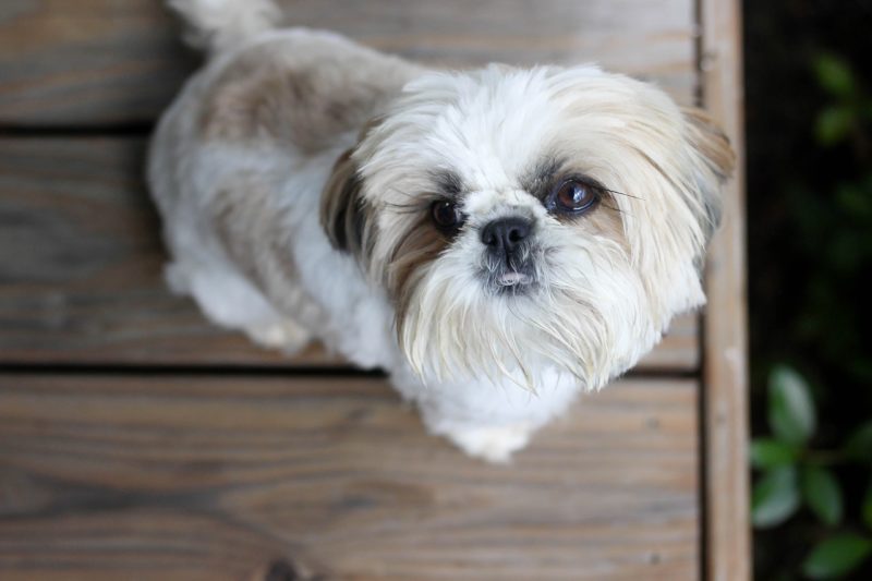 Keeping Small Dog Breeds Healthy