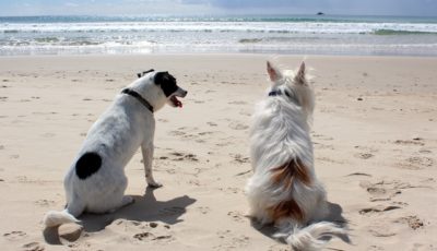 10 Most Popular Dog-Friendly Places in the World