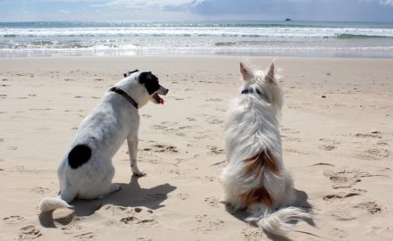 10 Most Popular Dog-Friendly Places in the World