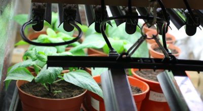 T5 Led Grow Lights Are Ideal For An Indoor Herb Garden