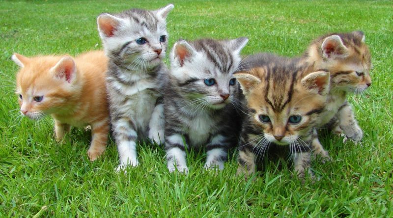 Thinking of Having Cat As Pet? Here's What You Ought To Know