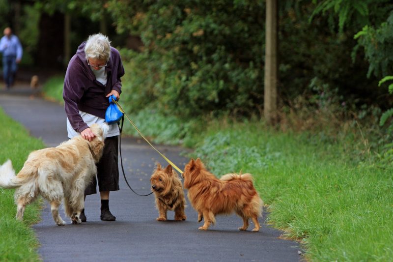 5 Great Reasons to Hire a Dog Walker