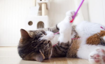 Thinking of Having Cat As Pet? Here’s What You Ought To Know