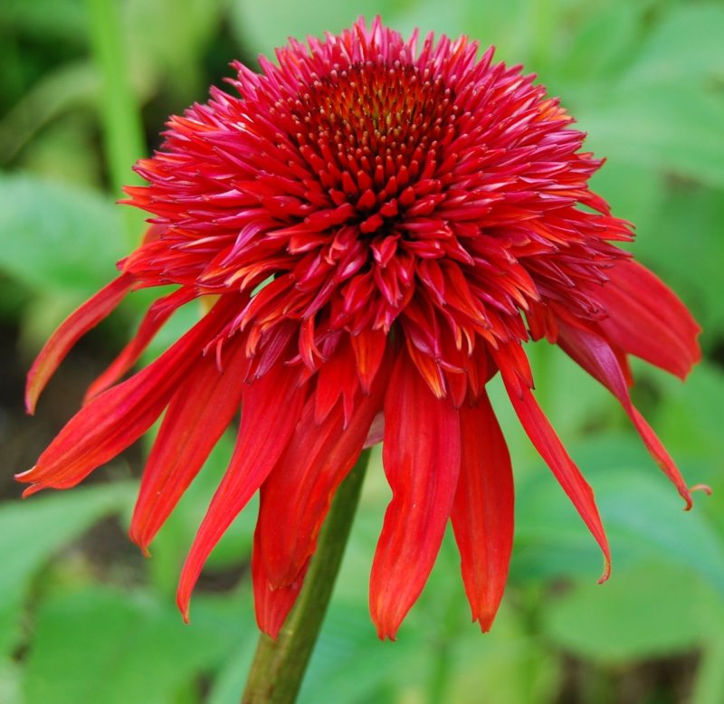 Change up Your Landscaping: 4 Unique Flowers to Plant This Summer