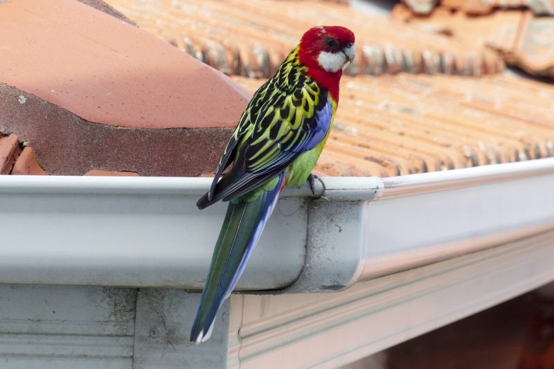 Birds of Prey: 3 Ways Birds Can Damage Your Property