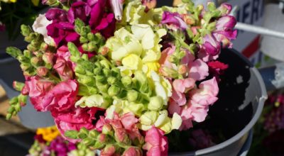 Tips to Grow a Beautiful Garden with Snapdragons