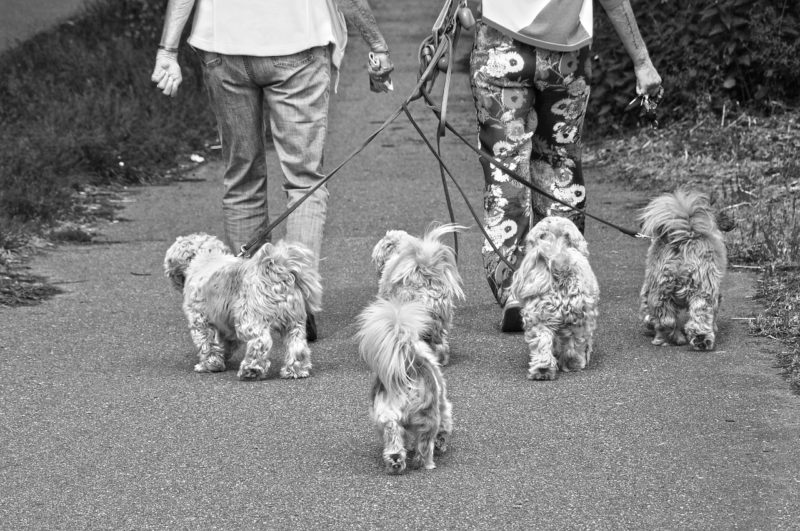 5 Great Reasons to Hire a Dog Walker