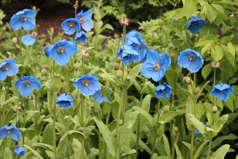 Change up Your Landscaping: 4 Unique Flowers to Plant This Summer