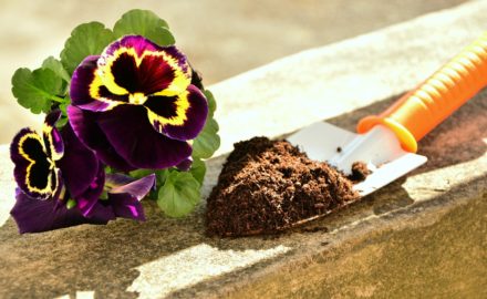 A Guide for Healthy Soil in Your Garden