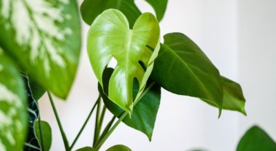 How to Find the Types of Plants That Fit Your Personality