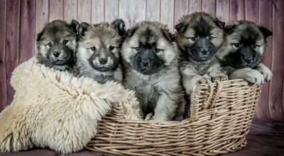 Reasons Why You Should Consider Selling a Puppy