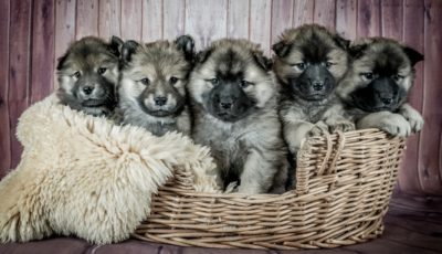 Reasons Why You Should Consider Selling a Puppy