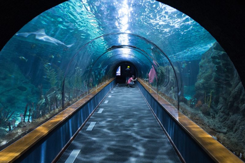 7 Fabulous Aquarium Designs