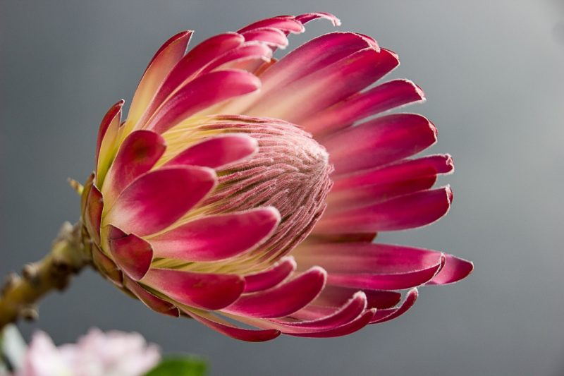5 Amazing Facts You Didn't Know About Flowers