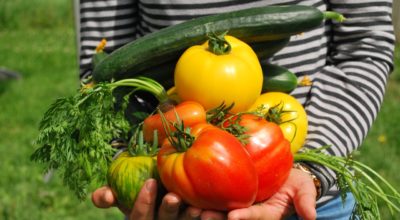 Is Growing Your Own Vegetables Worth the Effort?