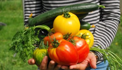 Is Growing Your Own Vegetables Worth the Effort?
