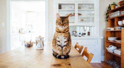 Cat Care: What Do You Need to Know About Raising a Cat?