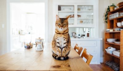 Cat Care: What Do You Need to Know About Raising a Cat?