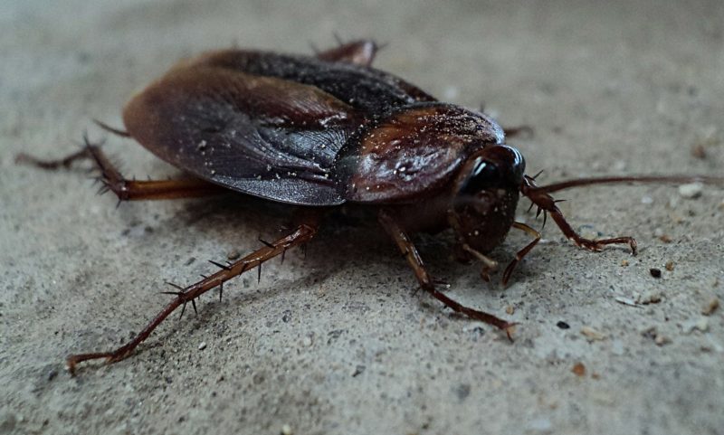 What Kills Cockroaches Instantly - Keeping Bugs Away