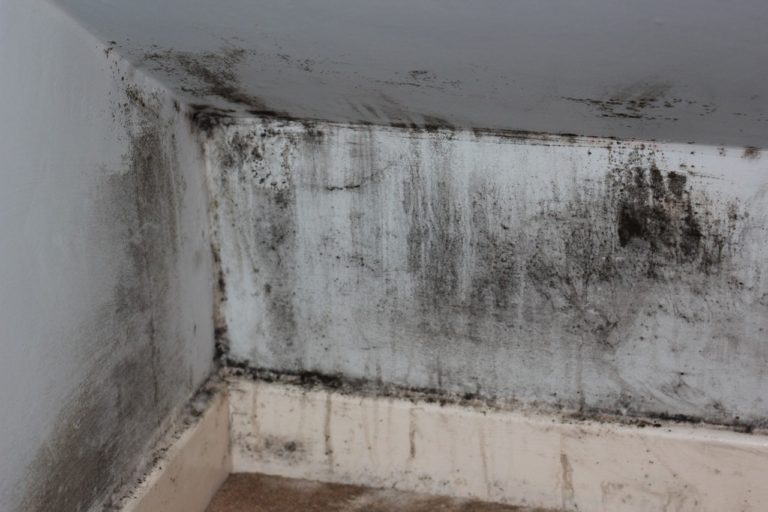 How to Get Rid of Black Mold BeautyHarmonyLife