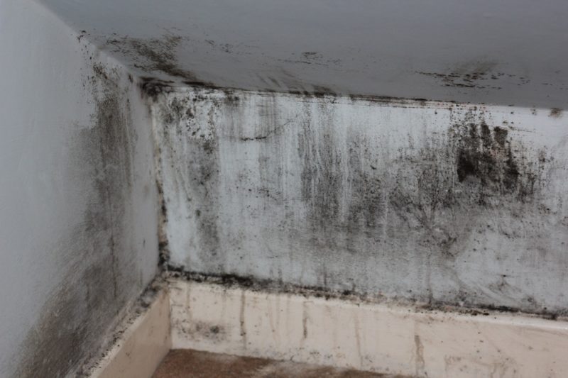 4 Reasons You Should Fix Mold Or Water Damage ASAP