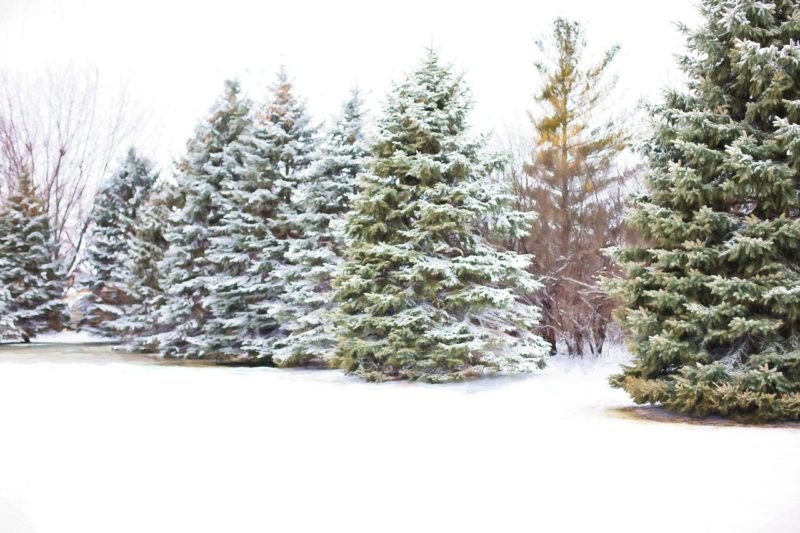 Real vs Artificial Christmas Trees: Great Christmas Debate!