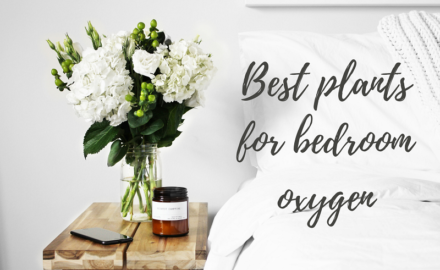 Best Plants for Bedroom Oxygen