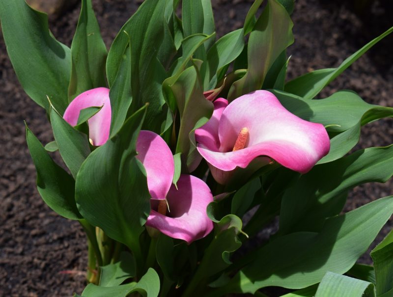 5 Spring Bulbs to Plant for Summer Blooms