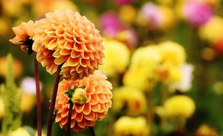 5 Spring Bulbs to Plant for Summer Blooms