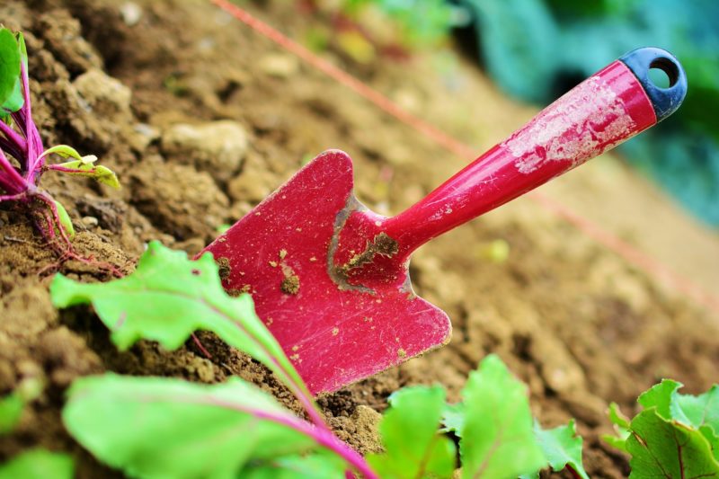 A Guide to Why Gardening Is Really, Really Good for You