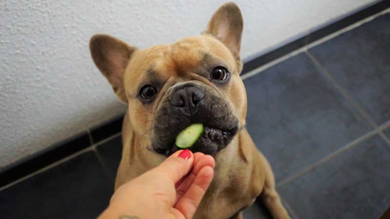 Can You Feed Dogs and Cats a Vegetarian Diet?