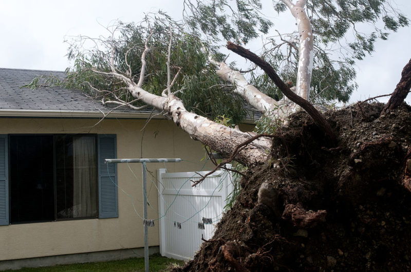 The 4 First Steps to Take If a Tree Branch Falls on Your Roof